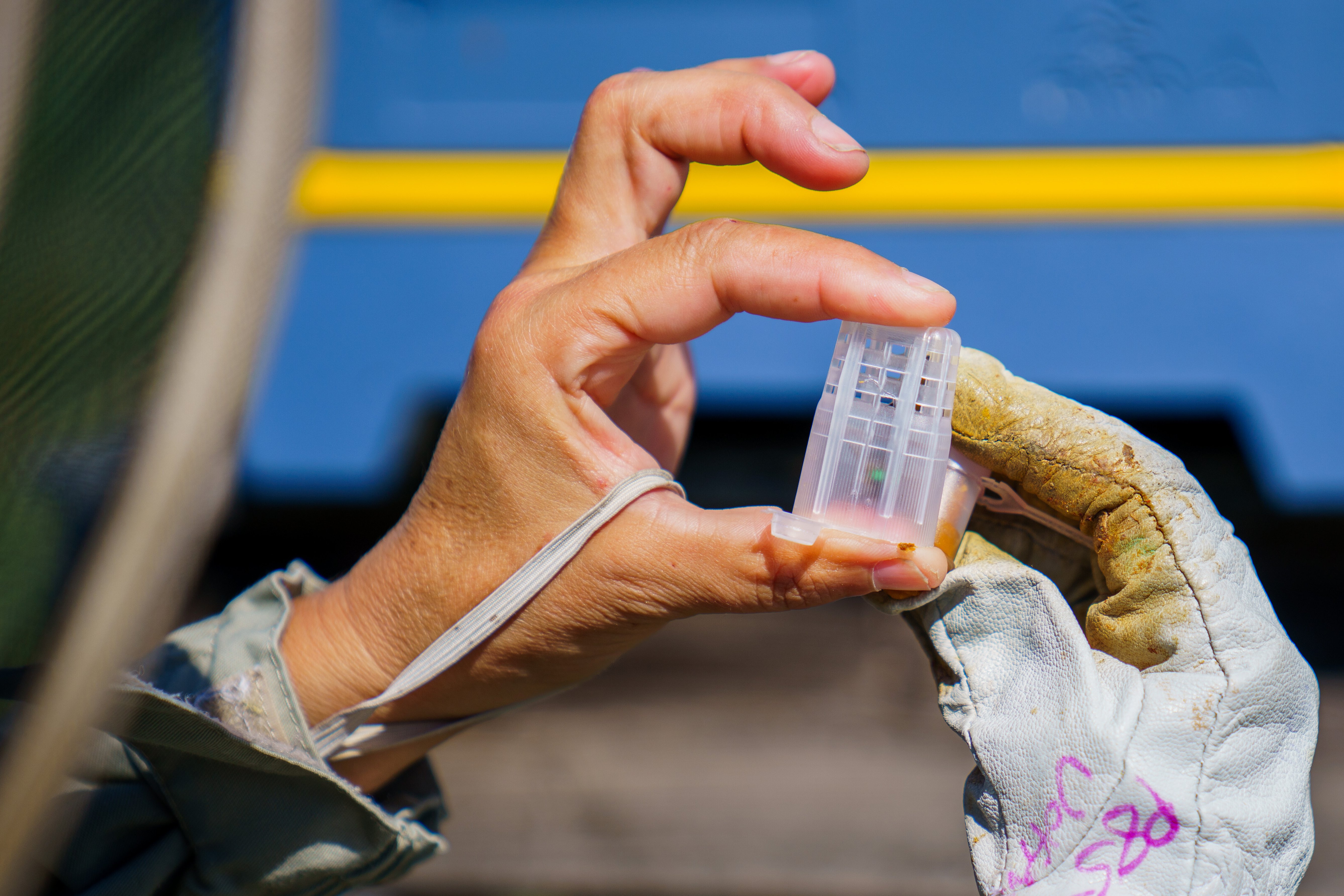 Commercial beekeeper holds a queen bee cage. 