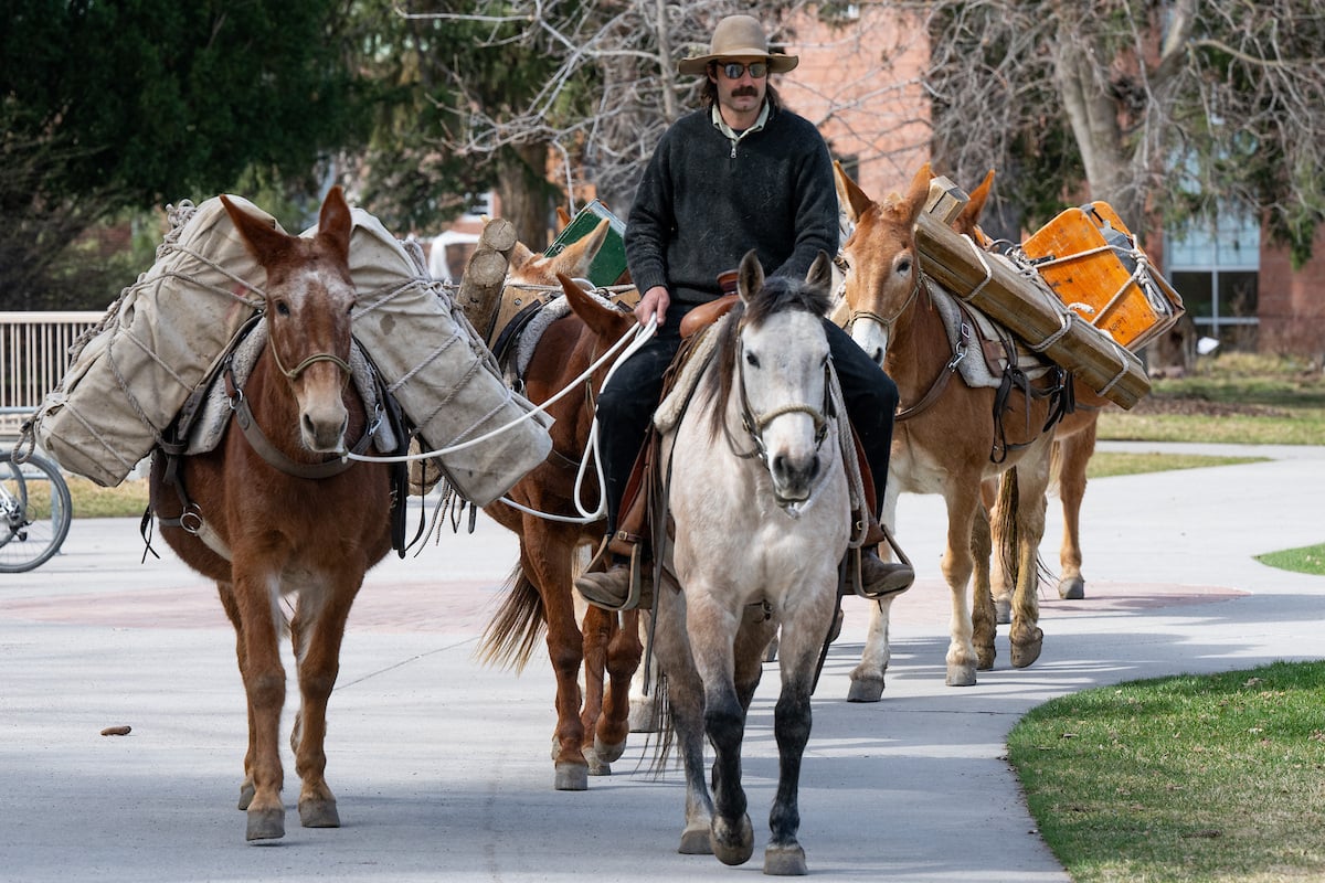 The US Forest Service pack mule train from the Nine Mile Ranger Station visits The Oval on the University of Montana campus.