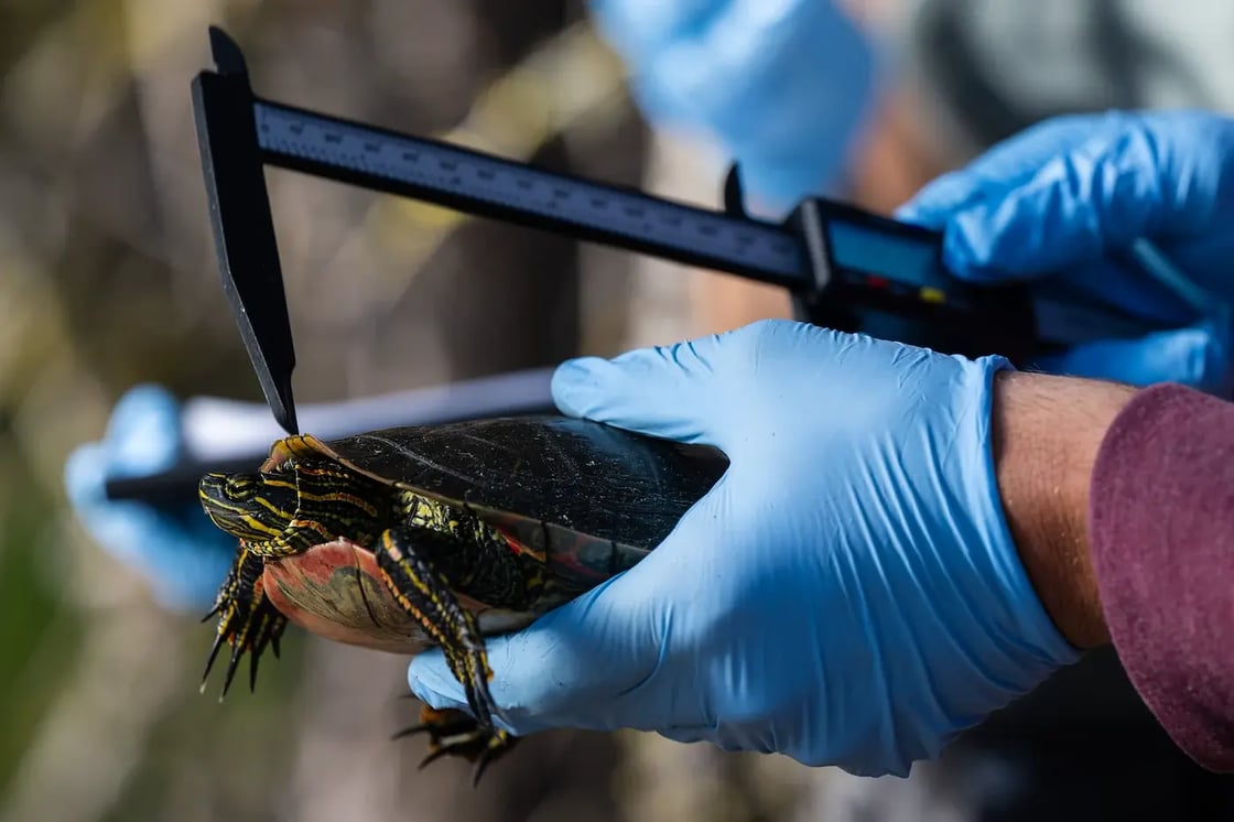 SummerTurtleResearch