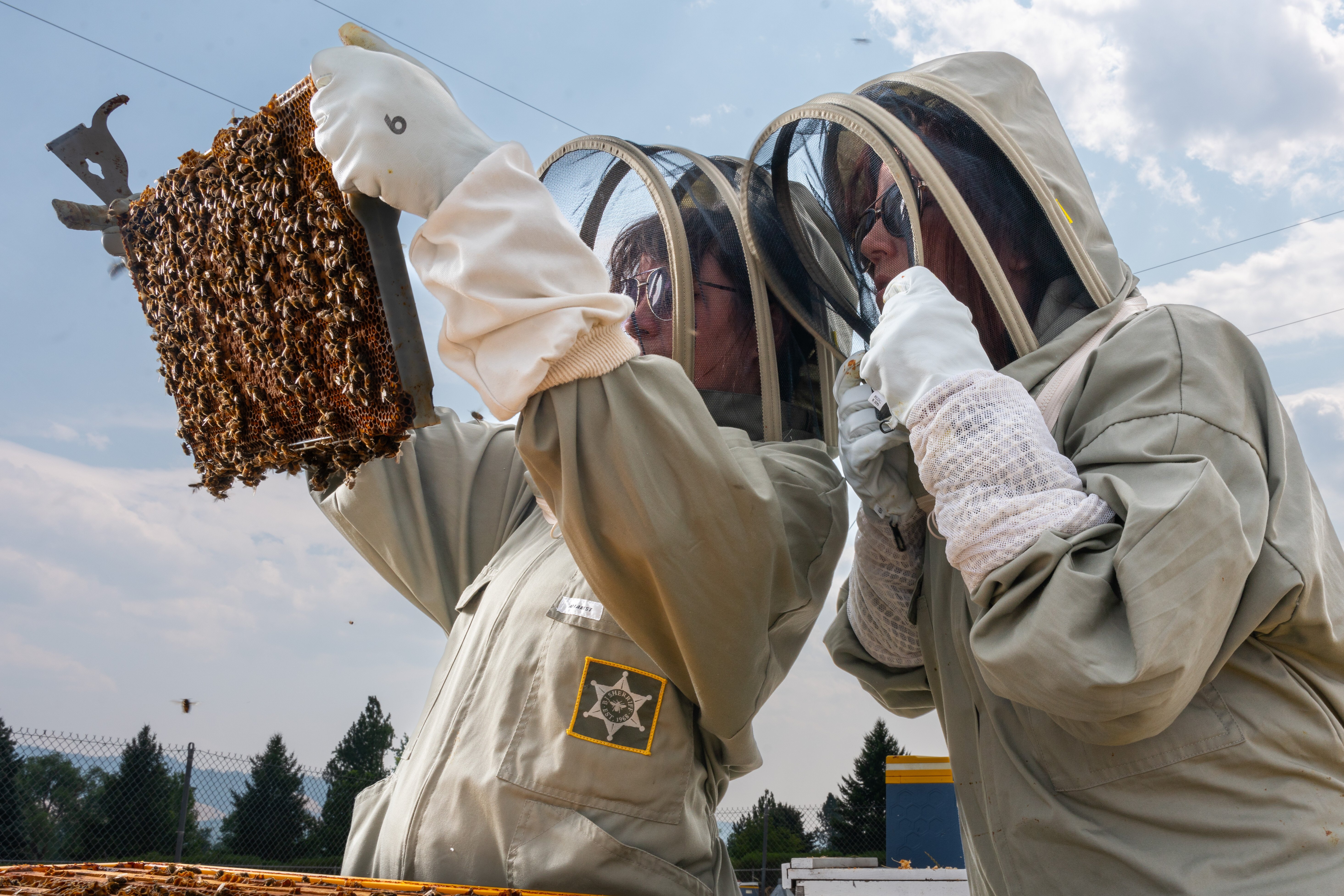 Two beekeepers holding up honeycomb to examine bees. 