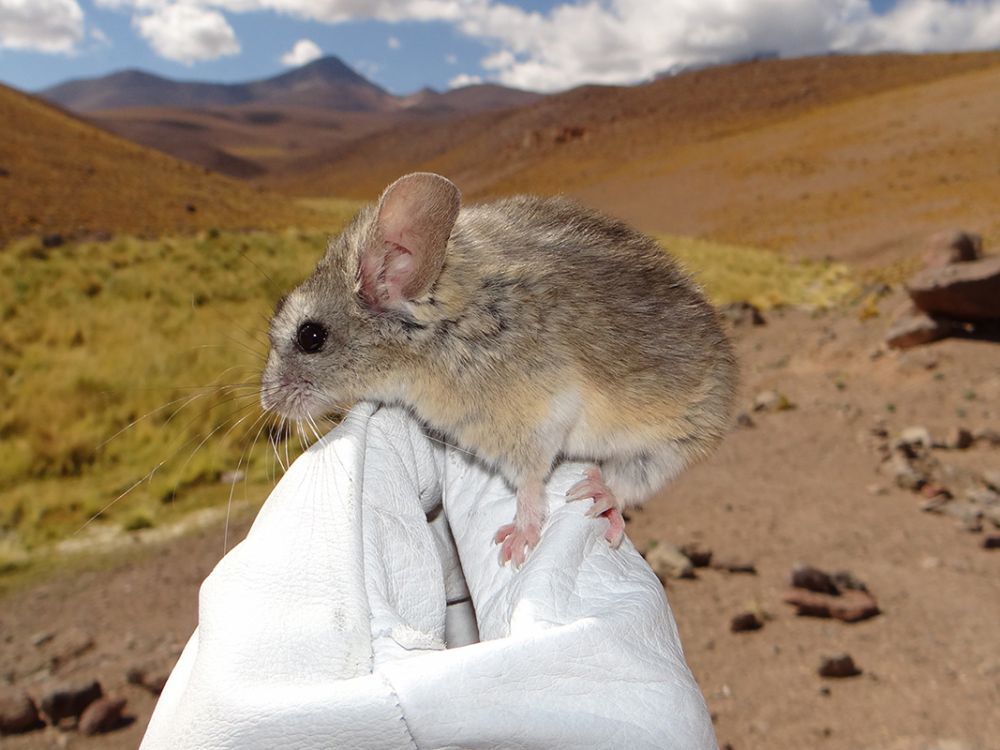 mouse_web