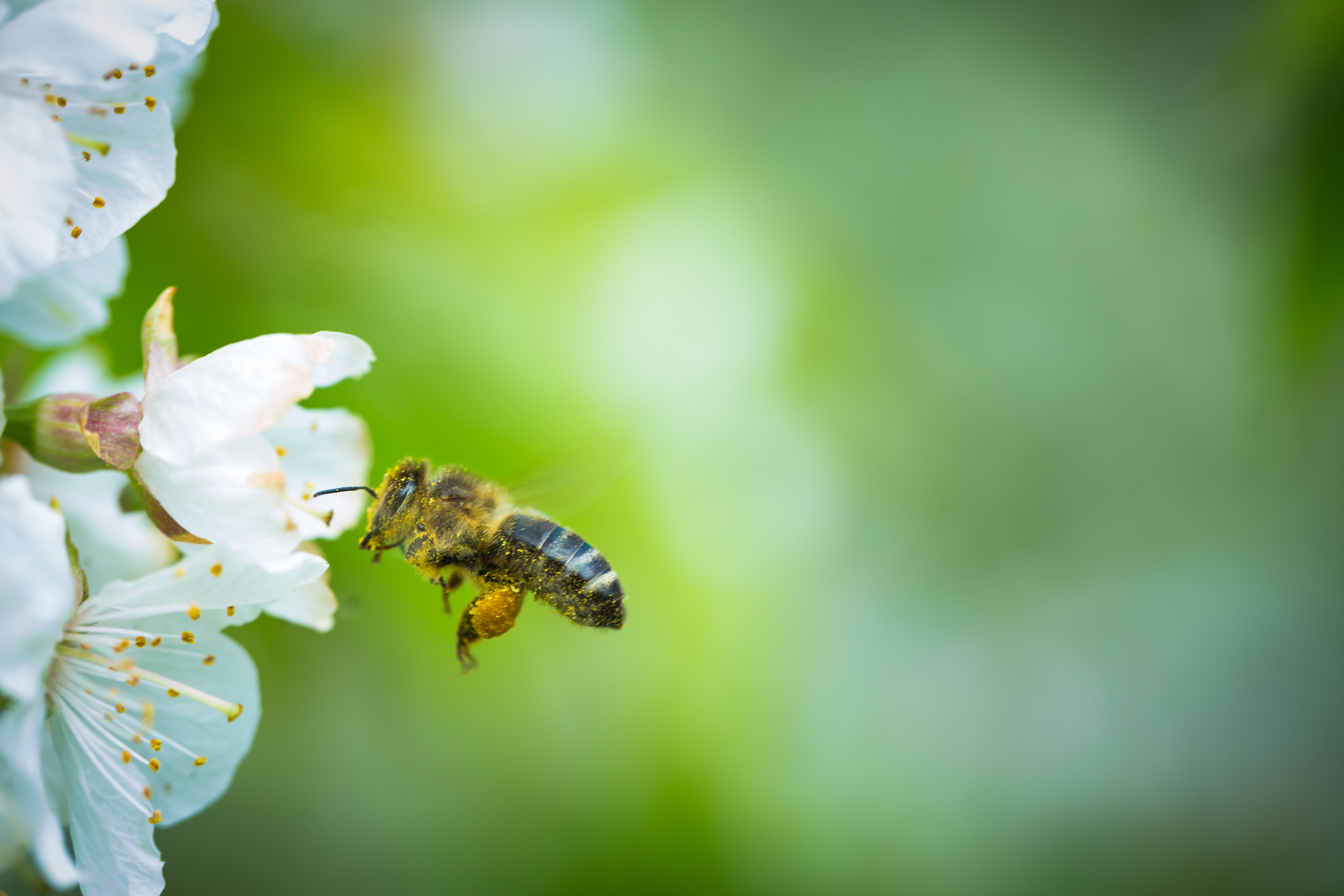 honeybee in flight approaching cherry blossom